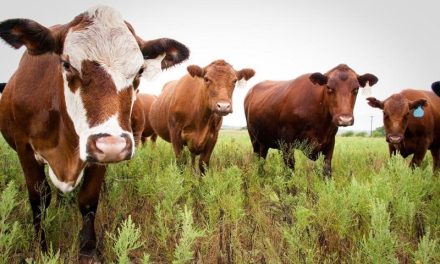 O specie de vacă brună transgenică din sudul Braziliei produce lapte ce conține insulină umană